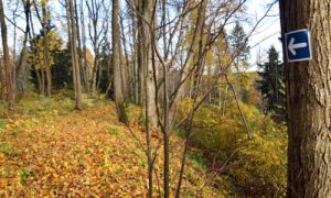 Sveikatingumo žygis